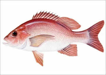Red Fish