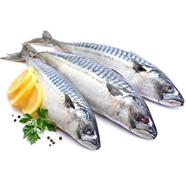 Frozen Mackerel 3 in a bag size 300-500g